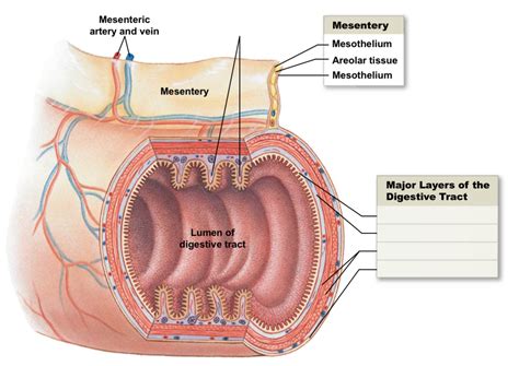 Major layers of the digestive tract Diagram | Quizlet