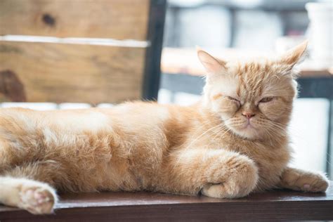 The yellow cat sleeping. 11382065 Stock Photo at Vecteezy