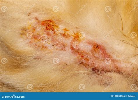 Bacterial Skin Infection Pyoderma or Lichen on the Skin of a Red Cat ...