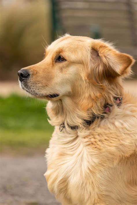 Smartest Dog Breeds: Top 5 Clever Canines, According To Experts