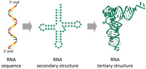 RNA primary, secondary, and tertiary structures | Download Scientific ...