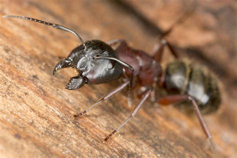 All About Carpenter Ant Bites - Natran Green Pest Control | Botanical ...