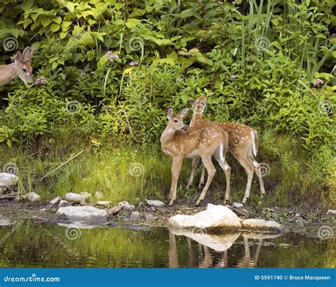 Two Whitetail Deer Fawns Stock Photo - Image: 5591740