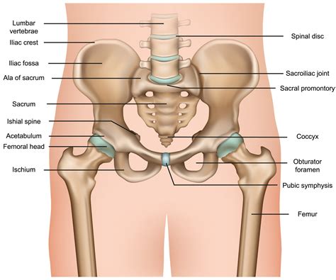 Hip Joint Diagram