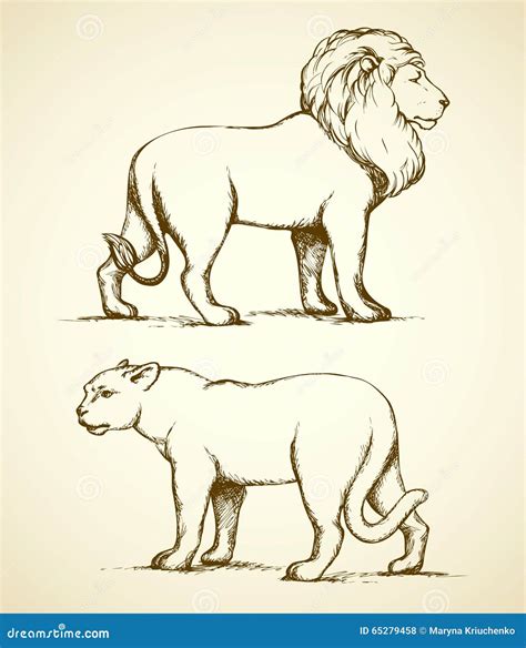 Lion And Lioness. Vector Drawing | CartoonDealer.com #65279458