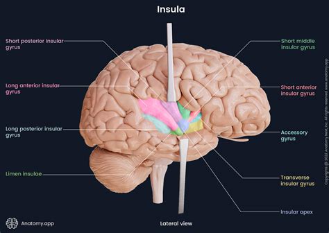 Cerebrum Brain