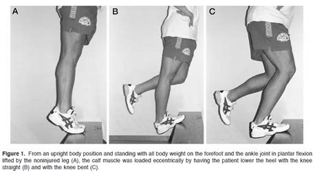 Why is eccentric exercise helpful for achilles tendinopathy? — Mend