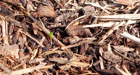 Planting Carrot Seeds: The Easy Beginner's Guide to Growing Carrots ...