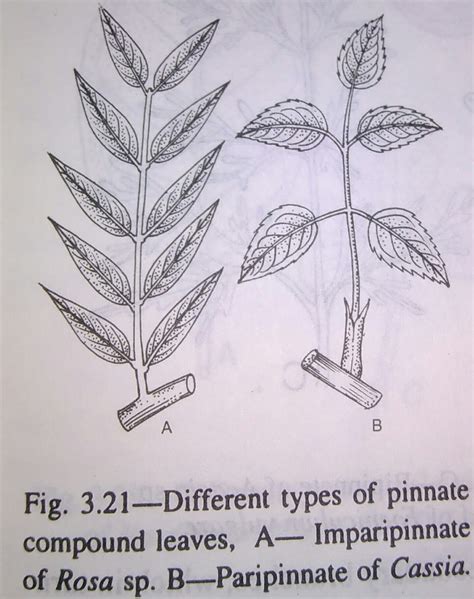 Leaf:Fibonacci series, simple and compound leaves-digieduco