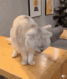 Vomiting Cat Bleah GIF - Vomiting Cat Bleah Eww - Discover & Share GIFs