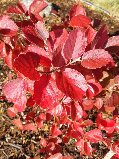 Dwarf fothergilla fall foliage color, a nice native choice... : r/gardening