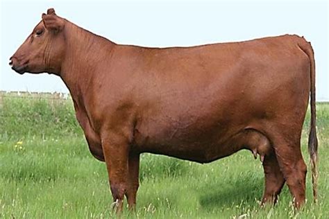 Red Angus Cattle - Livestock Cattle