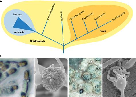 Phylogeny of fungi and metazoans in the eukaryotic opisthokonts and ...