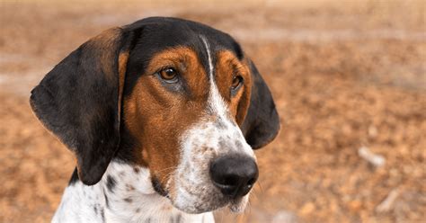 All About Treeing Walker Coonhounds | Diamond Pet Foods