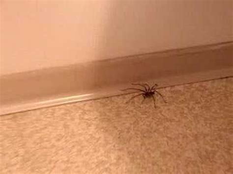 giant house spider bite - Tandy Maier