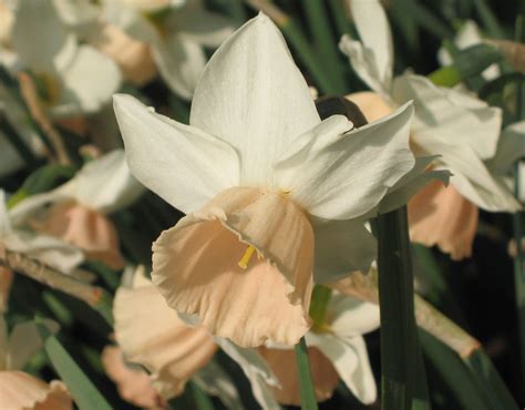 7 narcissus flowers to grow for a bright, beautiful garden