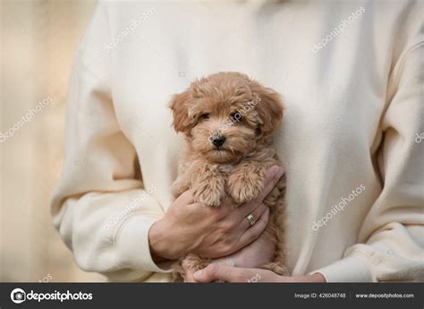 Yorkie Poodle Mix Puppies Yorkie Poodle Mix Puppies