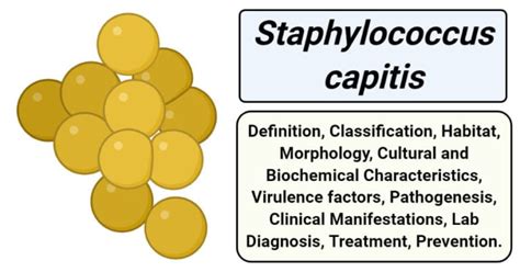 Staphylococcus capitis- An Overview - Microbe Notes