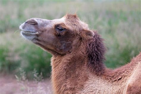 Premium Photo | Portrait of bactrian camel in mongolia