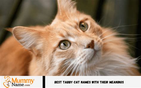 260+ Best Tabby Cat Names With Their Meanings - Mummy Name