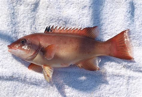 California Sheephead - Pier Fishing in California