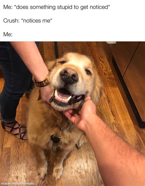 I made my dog a meme : r/wholesomememes