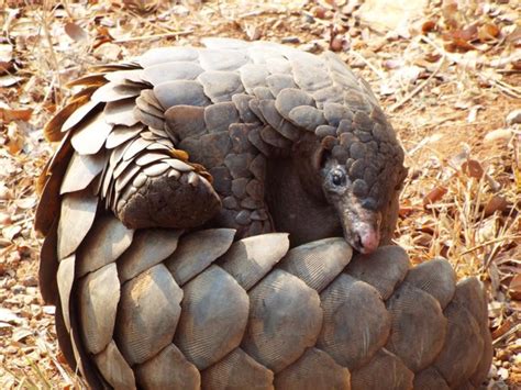 50 Weird Animals from Around the World (Photos) - Parade Pets