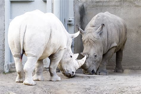 20+ Albino Animals That You've Probably Never Seen Before - Small Joys