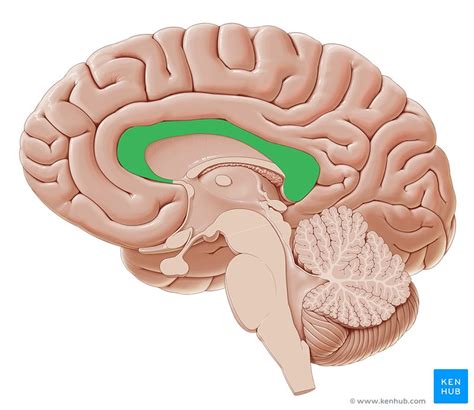 Corpus callosum: Anatomy, function and clinical aspects | Kenhub