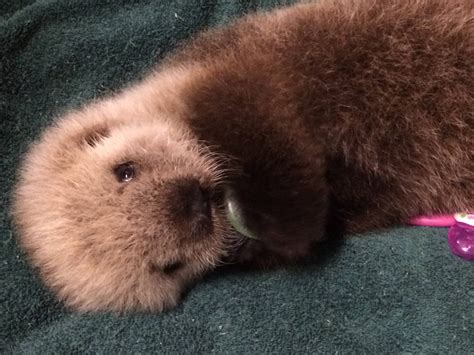 Adorable baby sea otter to call Vancouver Aquarium home (PHOTOS ...