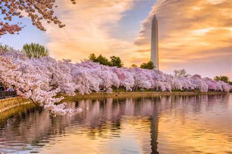 Cherry Blossom Festival 2025 Washington Dc Images References : - Jacob ...