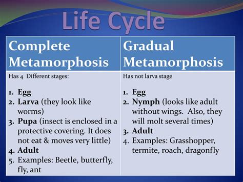 PPT - Arthropods Phylum: Arthropoda PowerPoint Presentation, free ...