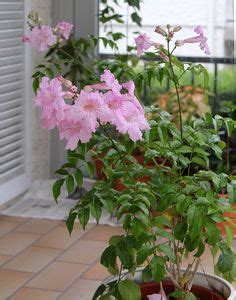 Tropical Plants Back on the Patio at Mystic Garden Club