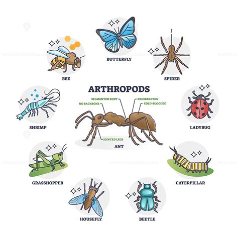 Arthropods animal group collection and segmented body anatomy outline ...