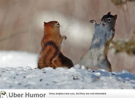 These squirrels fighting. | Funny Pictures, Quotes, Pics, Photos ...