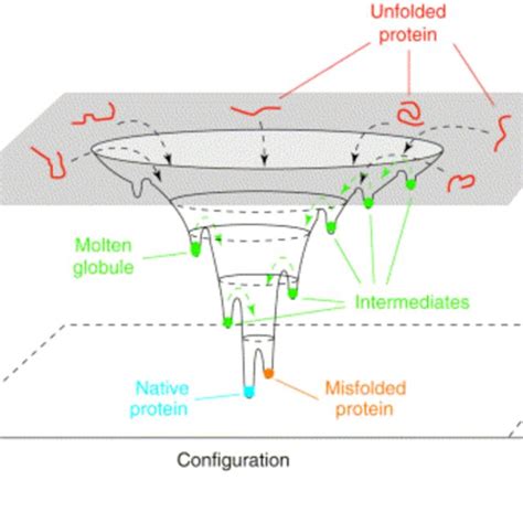 (PDF) Protein Folding and Protein Stability