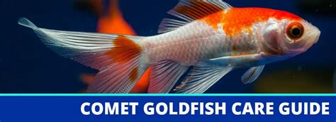 The Comet Goldfish Care Guide: Fact Sheet, Breeding, Behavior, Etc.