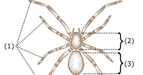 Arachnids Diagram | Amazing Wallpapers