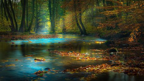 Leaves on Calm Body Of Water Surrounded With Brown Trees 4K HD Nature ...