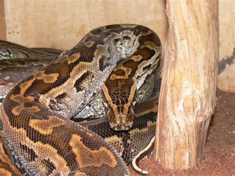 Python sebae | The Reptile Database