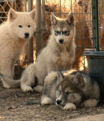 Wolf Puppies For Adoption