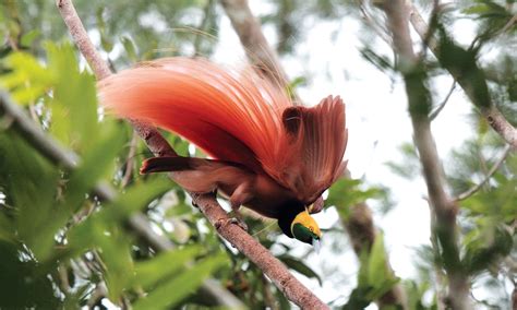 6 exotic birdwatching destinations in Papua New Guinea | Wanderlust