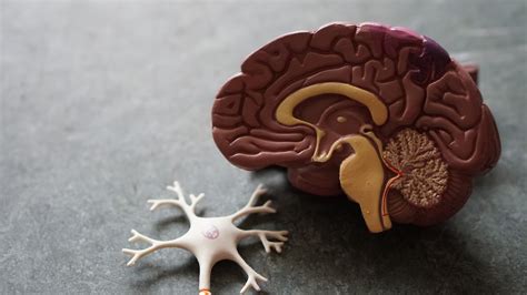 Damage to the Amygdala: Functions, Symptoms, Treatment