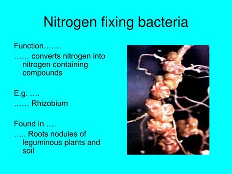 PPT - The Nitrogen Cycle PowerPoint Presentation, free download - ID:368207