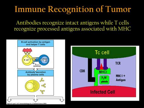 PPT - Tumor Immunology PowerPoint Presentation, free download - ID:1199531