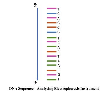 Determine the DNA sequence by analyzing the location of each nucleotide ...