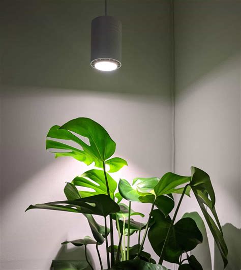 The Best Grow Lights For Your Houseplants - The Healthy Houseplant