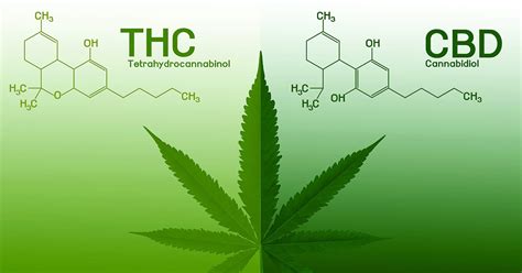 CBD vs. THC: Similarities, Differences and Benefits - Dr. Axe