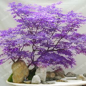 Japanese Purple Ghost Maple Tree Seeds Acer Palmatum | eBay