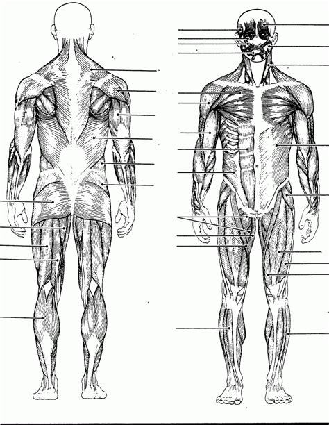 Human Muscle Anatomy Labeled Diagrams